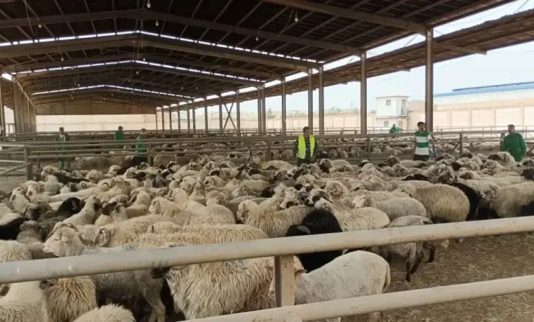 بعد فضيحة نفوق الأضاحي المغشوشة.. الدرك الجزائري يبيع الأكباش للجزائريين 1 مركز بيع الأضاحي المستوردة بالجزائر