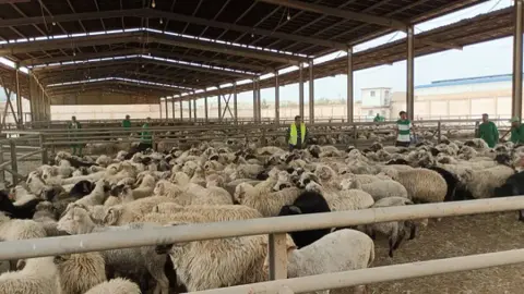 مركز بيع الأضاحي المستوردة بالجزائر