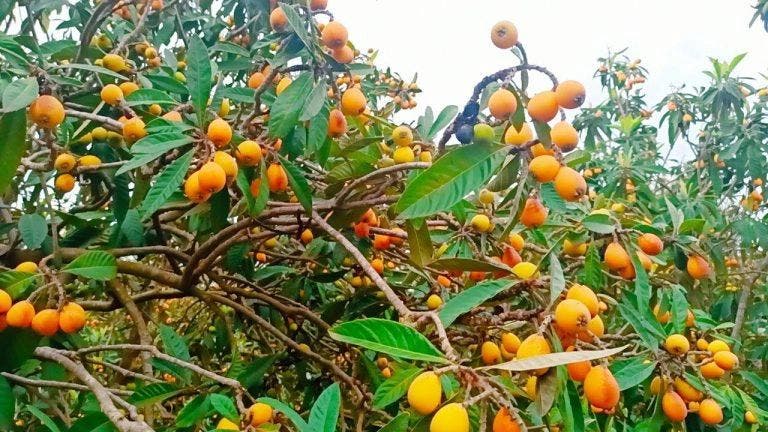 المزاح يثير الضجة في الناظور.. فاكهة شعبية تتحول إلى ترف موسمي 1 المزاح يثير الضجة في الناظور.. فاكهة شعبية تتحول إلى ترف موسمي