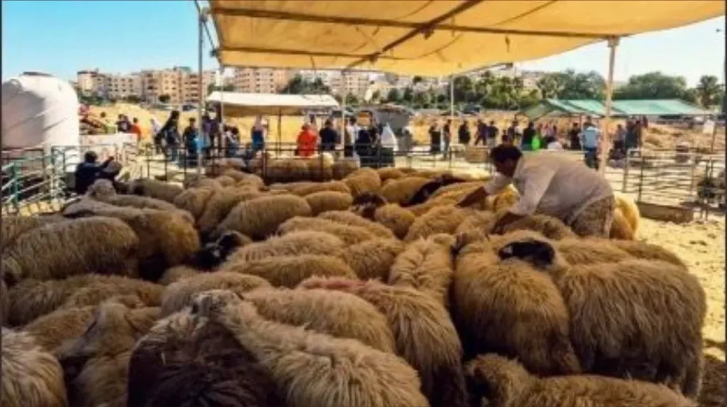 حملات بأقاليم سوس لمنع بيع الأكباش في الأسواق الأسبوعية