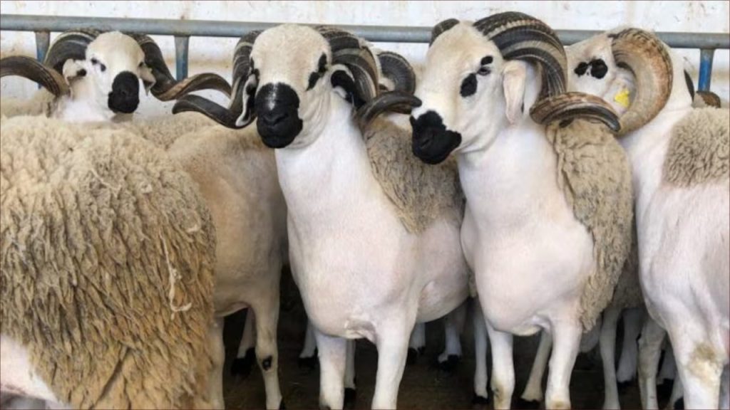 صورة تعبيرية