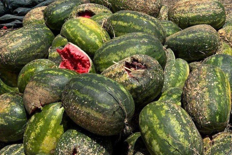 بذور مغشوشة تهدد عشرات الفلاحين بالإفلاس في سوس