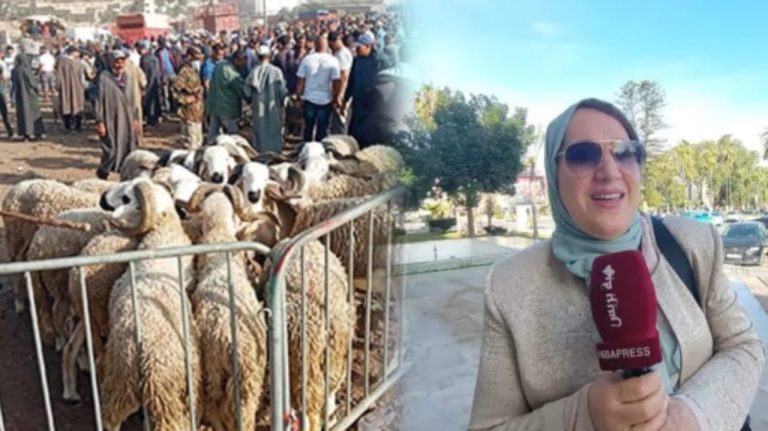 رئيسة مجلس سطات تُغلق رحبة بيع الأغنام والأبقار