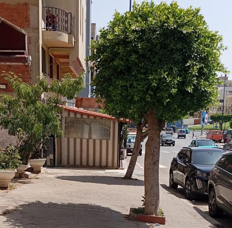 طنجة.. مقهى تحتل الملك العمومي بشارع اليعقوب المنصور