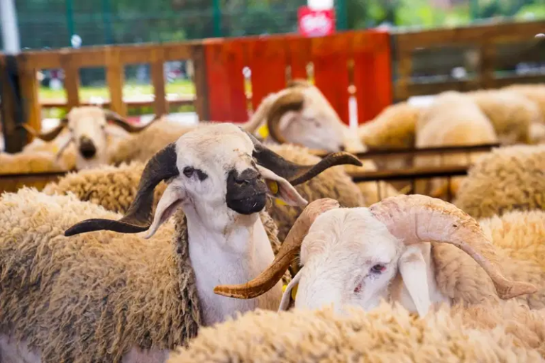 القايد غياخد لك الحولي.. معطيات تربك استعدادات المغاربة في عيد الأضحى
