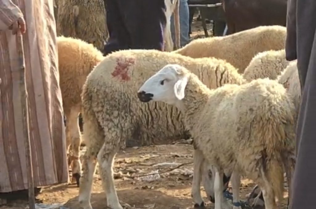"رحبة الغنم" ممتلئة في جمعة فضالات بالمحمدية وسط علامة استفهام حول تساهل السلطات