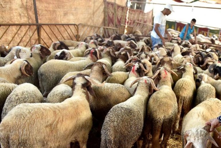 اجتماعات لتفعيل التعليمات الملكية في الناظور لتعزيز السيادة الغذائية