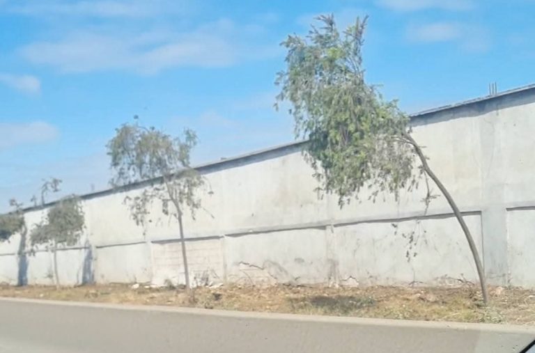 طريقة التشجير بعين السبع الحي المحمدي تثير سجالا في الدار البيضاء