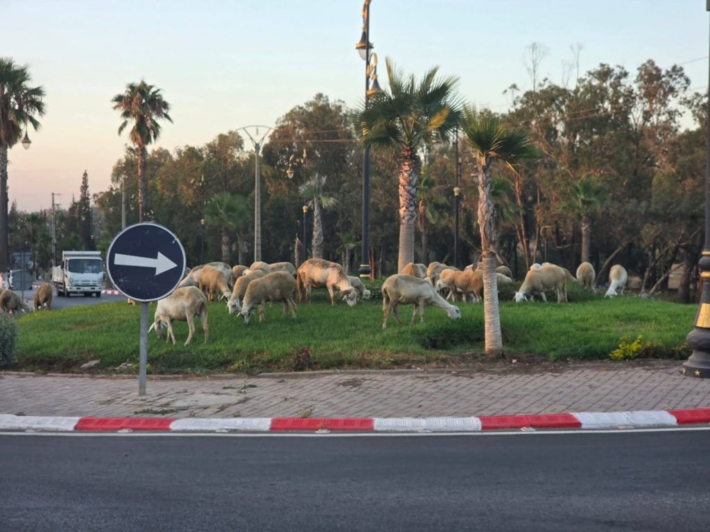 الرعي الجائر يهدد ما تبقى من فضاءات خضراء بسطات