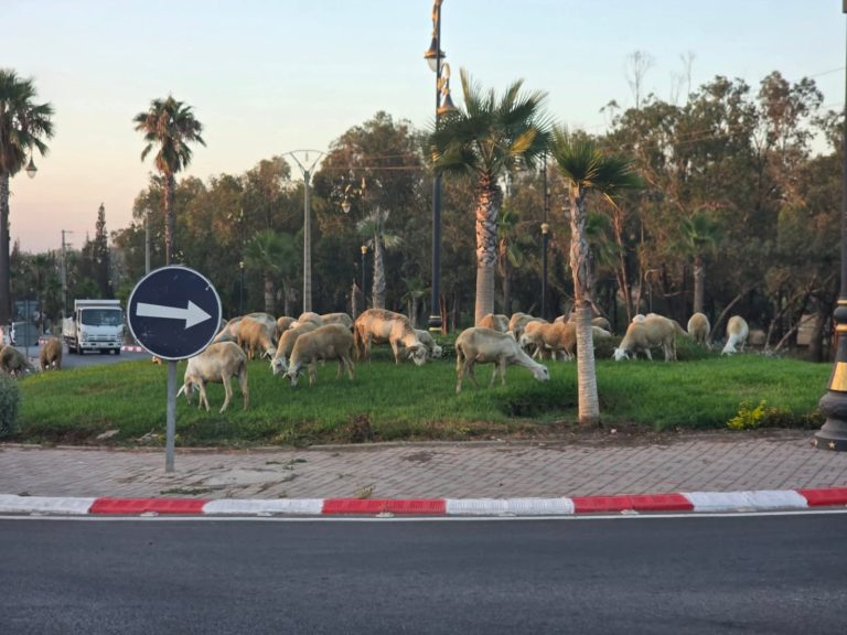 الرعي الجائر يهدد ما تبقى من فضاءات خضراء بسطات