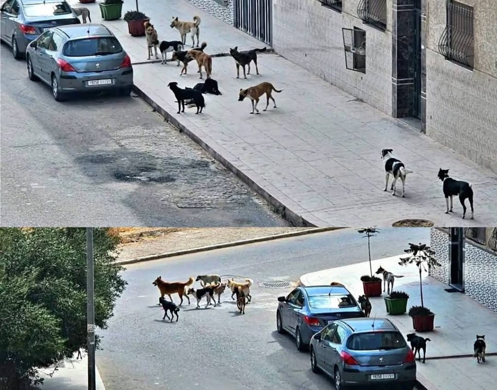 الكلاب الضالة تغزو شوارع برشيد و المجلس الجماعي في "وضع المتفرج"