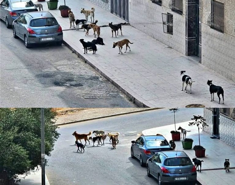 الكلاب الضالة تغزو شوارع برشيد و المجلس الجماعي في "وضع المتفرج"