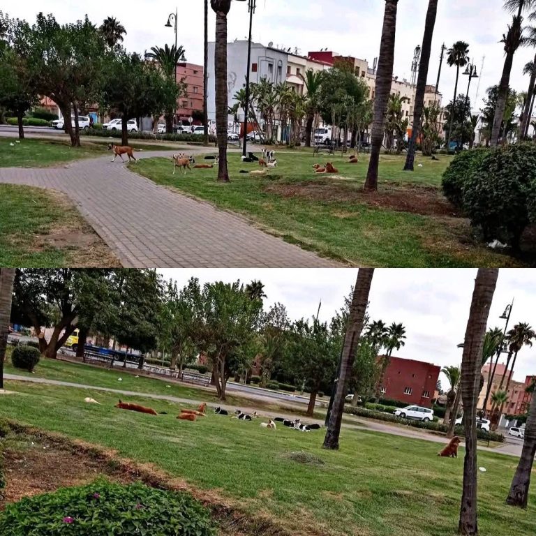 الكلاب الضالة في برشيد