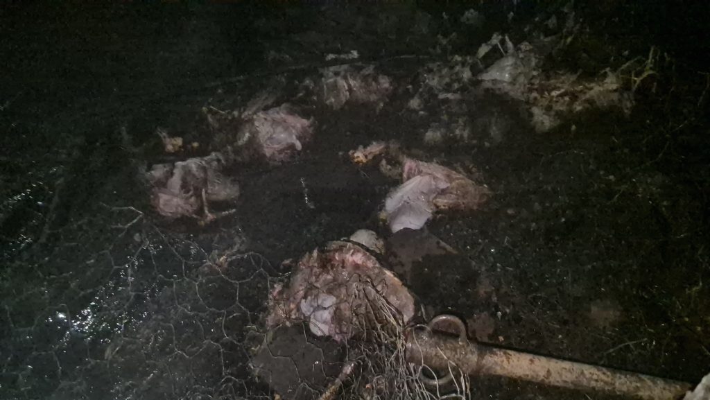 انفجار قنينة غاز يحرق 10 رؤوس أغنام ويشرّد أسرة فقيرة بضواحي بني ملال(فيديو)