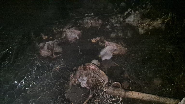 انفجار قنينة غاز يحرق 10 رؤوس أغنام ويشرّد أسرة فقيرة بضواحي بني ملال(فيديو)