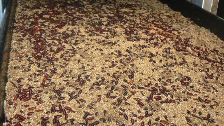أميركا تسجل أول إصابة بشرية بداء "الدودة الحلزونية"