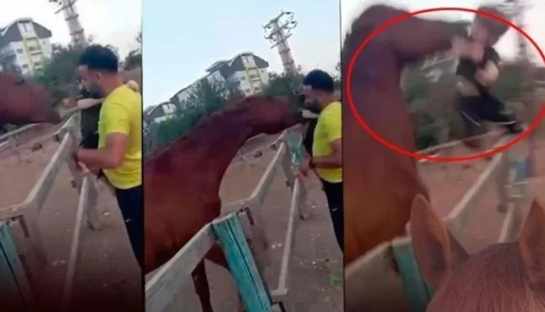 لحظات رعب.. حصان يعض طفلاً ويرفعه عاليًا أمام أنظار والديه (فيديو)