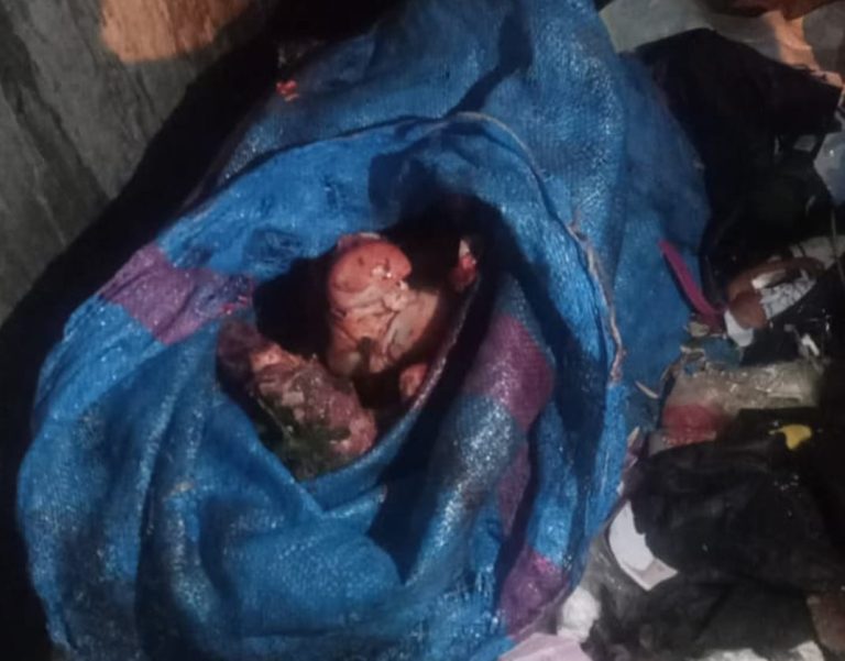 الرؤوس والعظام التي عُثر عليها بالحي المحمدي هي من فصيلة "البغال"