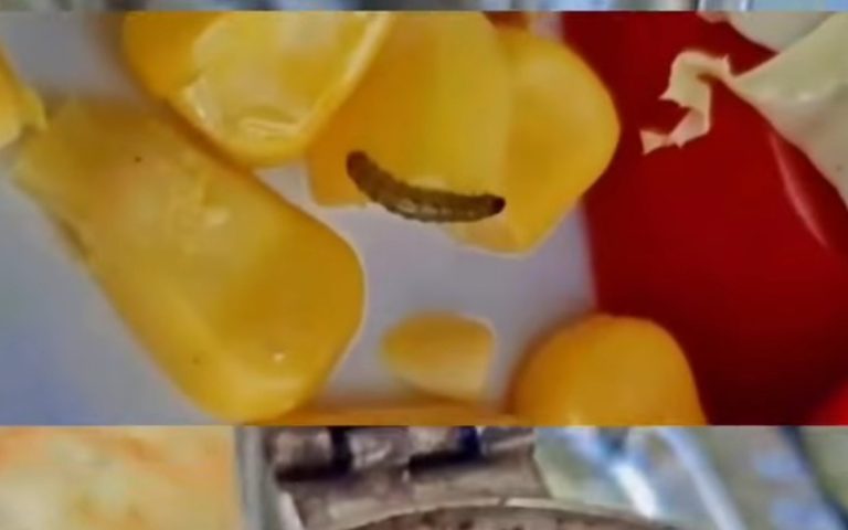 فيديو صادم يكشف عن وجود ديدان في السلطة في مطاعم الناظور ودعوات للتدخل العاجل
