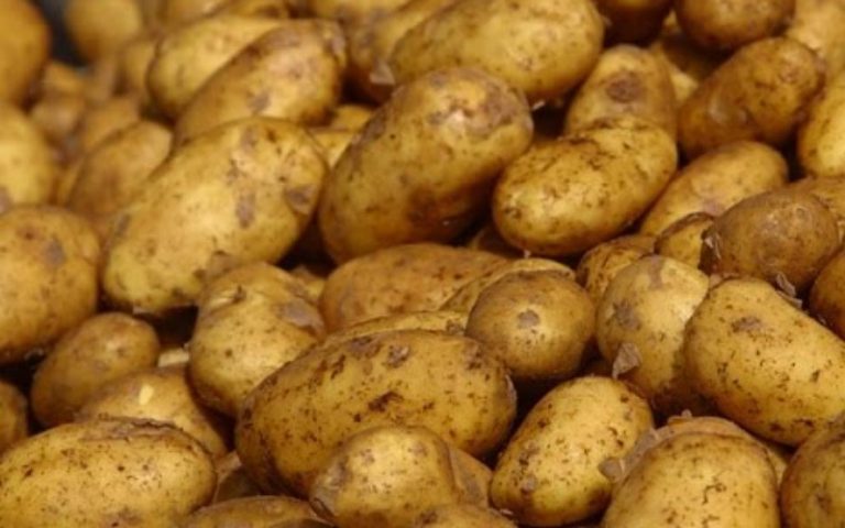 شبكات البطاطس المشبوهة تهدد صحة المواطنين في شمال المملكة