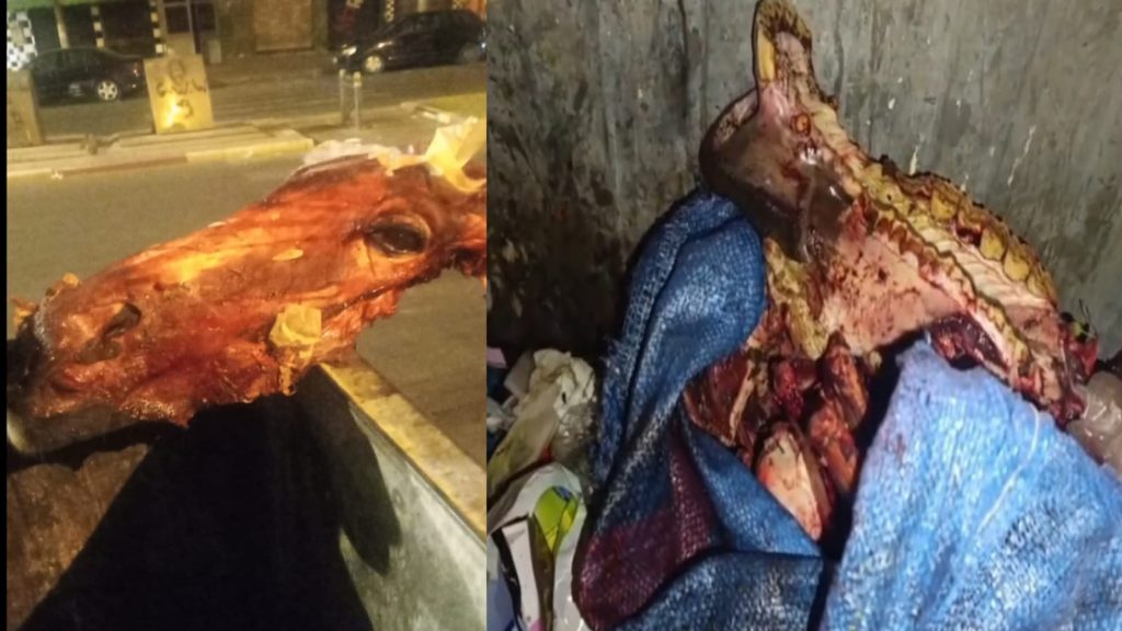 العثور على رأس وعظام مشبوهة بالحي المحمدي