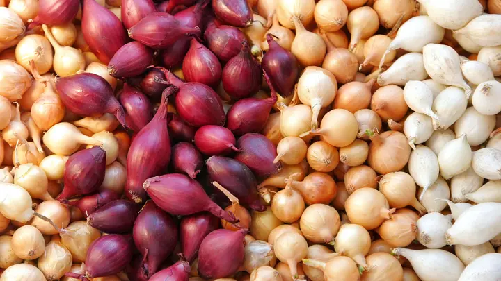 البصل الطازج