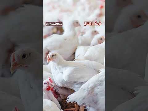 حرارة الصيف تقلب موازين السوق وترفع أسعار الدواجن