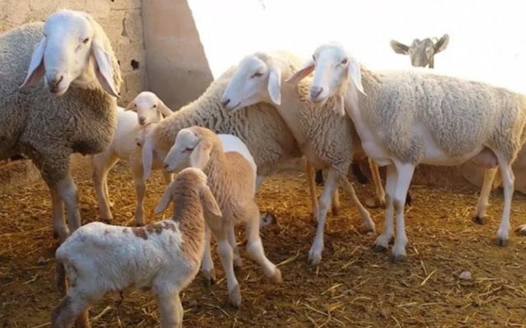 باستثناء الحوامل.. وزارة الفلاحة تسمح بذبح إناث الأغنام والماعز