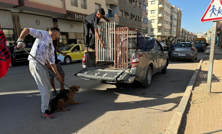 بتنسيق مشترك .. حملة للحد من إنتشار الكلاب الضالة بشوارع صفرو