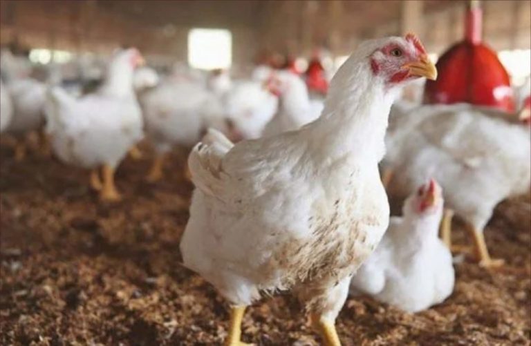 رغم انتهاء الصيف.. سعر الدجاج يواصل الارتفاع ليتجاوز 24 درهم للكيلوغرام الواحد
