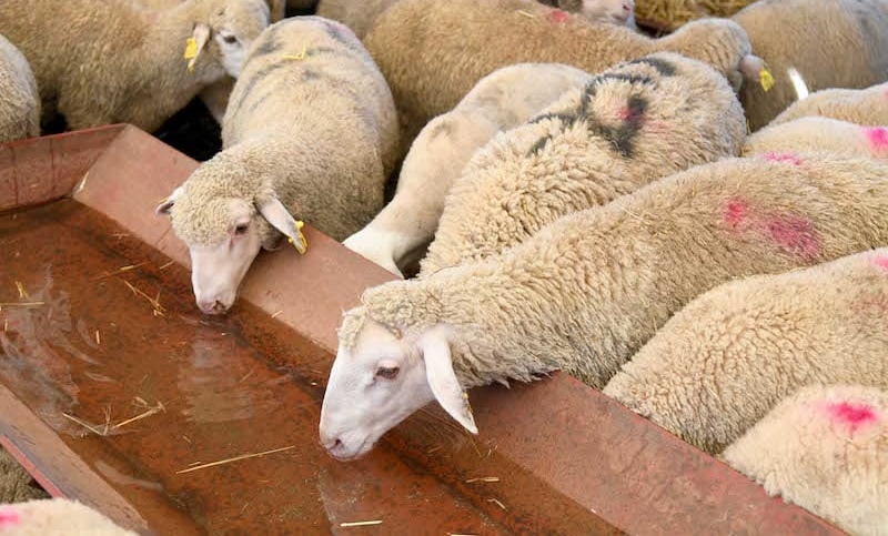 الصويرة.. ذبح إناث الأغنام بمجزرة حد الدرا يسائل السلطات المحلية
