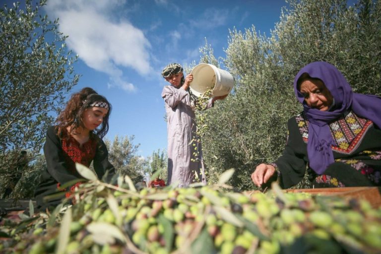 قطاف الزيتون في القدس