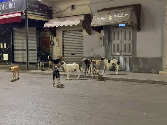 هجوم كلاب ضالة يثير الرعب في الحسيمة… اتهامات للمجلس الجماعي بالتقاعس عن حماية المواطنين