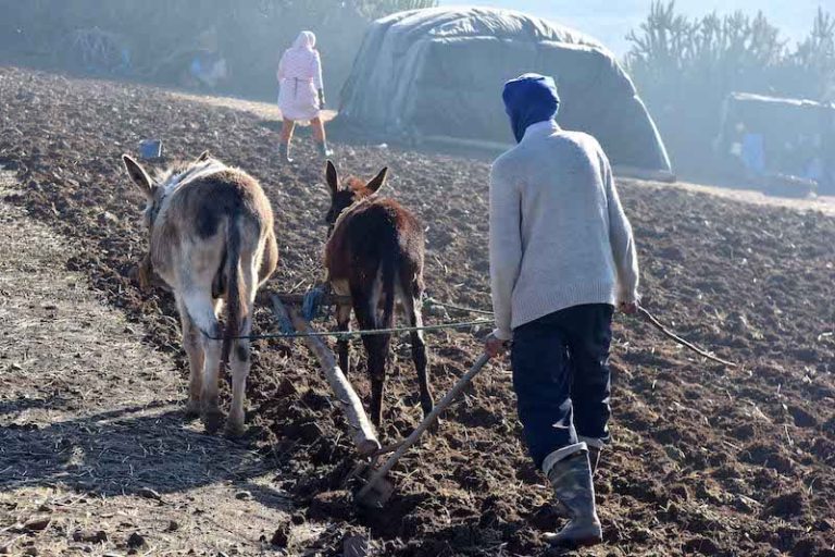الجفاف يعمّق أزمة الفلاحين بجهة فاس مكناس