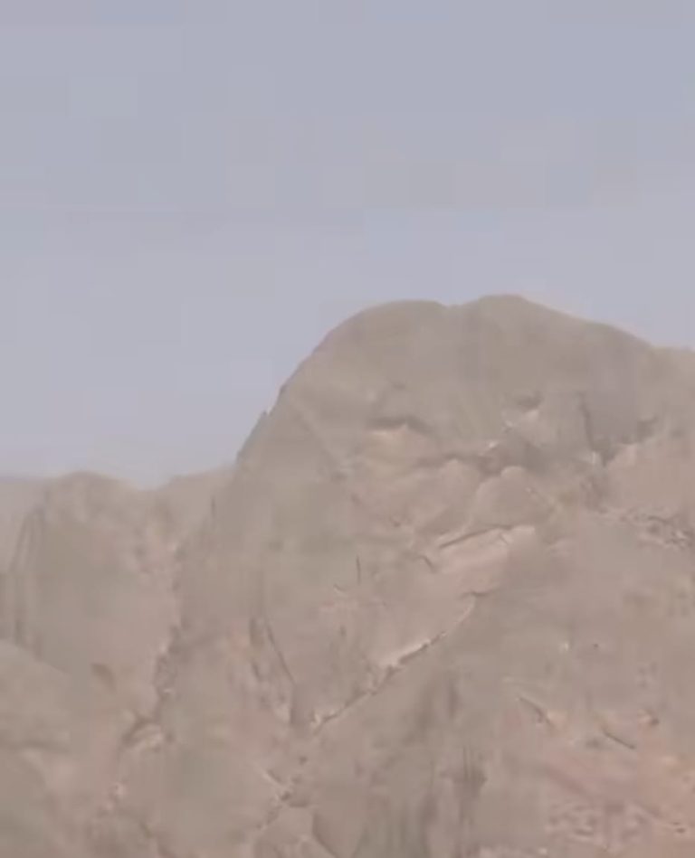 أسد تافراوت