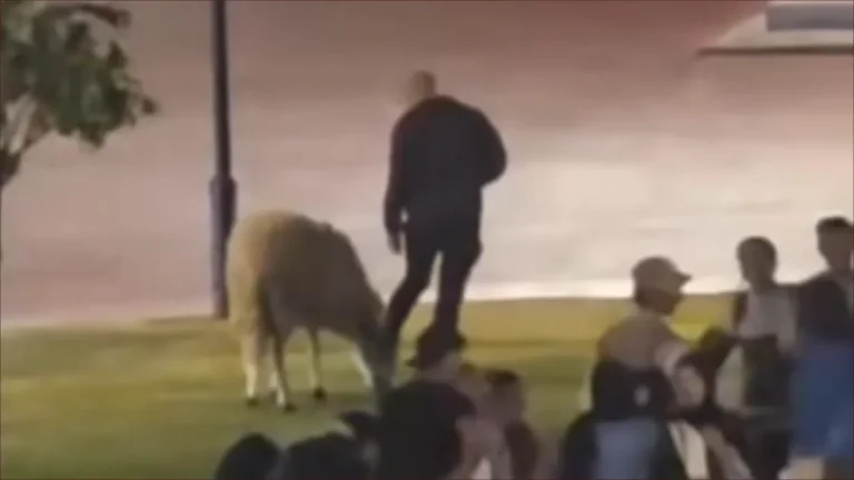 رغم جهود شركة فاس للتهيئة.. مواطن يرعى خروفه وسط مساحة خضراء حديثة بعين السمن