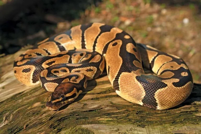 ثعبان من نوع (python)