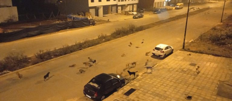 الصور من تجزئة الحدادة القنيطرة