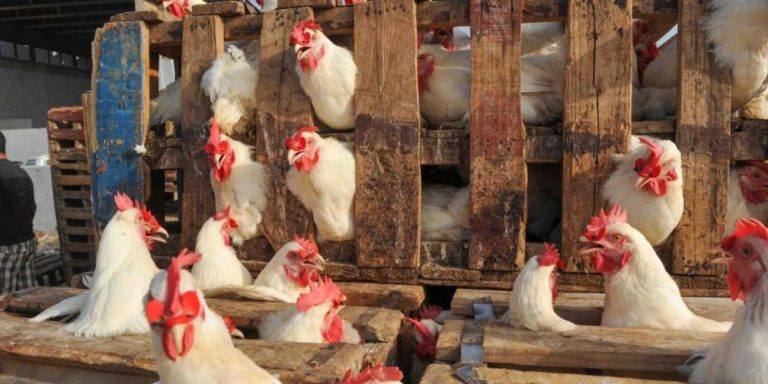 مجلس المنافسة يجري زيارات فجائية لفاعلين كبار بقطاع الدواجن