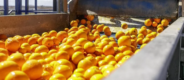 خلال عام واحد.. البرتقال المغربي يضاعف حضوره في السوق الإسبانية أربع مرات