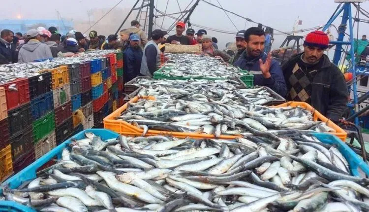 المغرب يوقف تصدير السردين لحماية الأسواق والأسعار