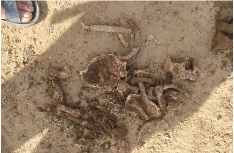 عظام بشرية تستنفر الدرك الملكي بالرحامنة