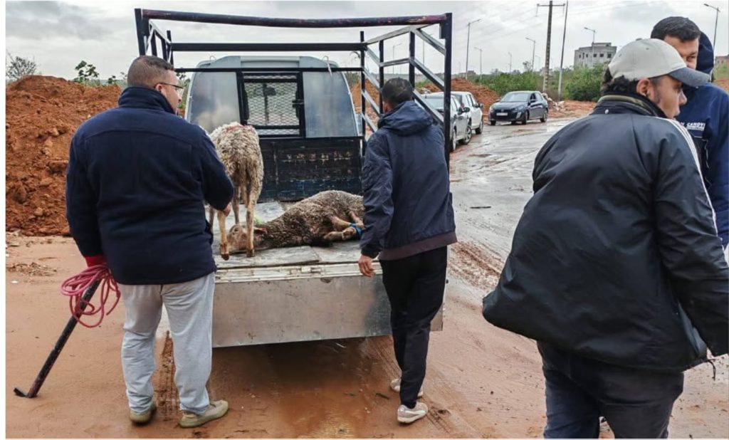 القنيطرة.. السلطات تحجز قطيع أغنام بسبب الرعي الجائر بمنطقة بئر الرامي