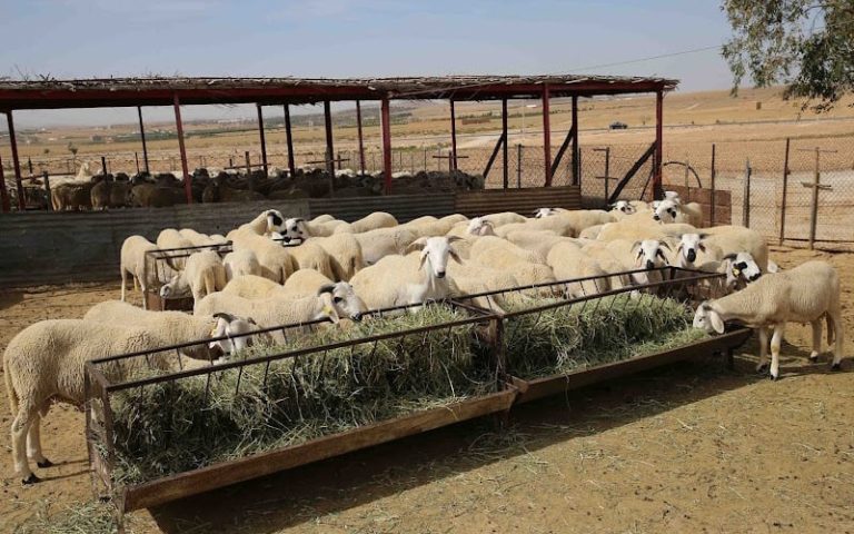 مراكش.. درك أمزميز يفكك شبكتين لسرقة المواشي بالحوز