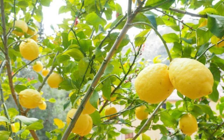الفيضانات تهدد موسم الحوامض في الغرب واللوكوس وفيدرالية تحصي خسائر المنتجين