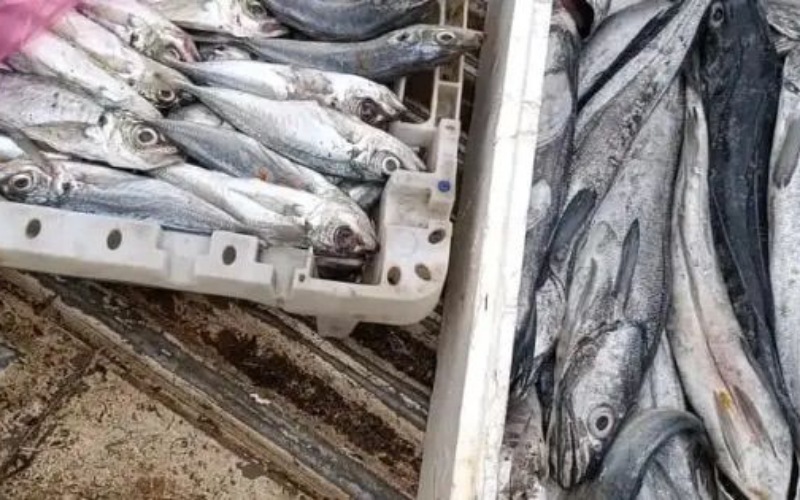 حجز وإتلاف مواد غذائية فاسدة بقلعة السراغنة