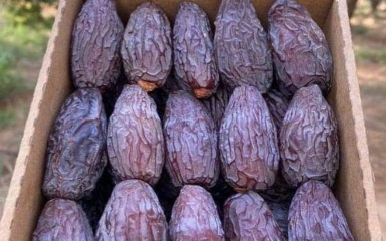 تمور المغرب تعزز مكانتها في الأسواق الدولية