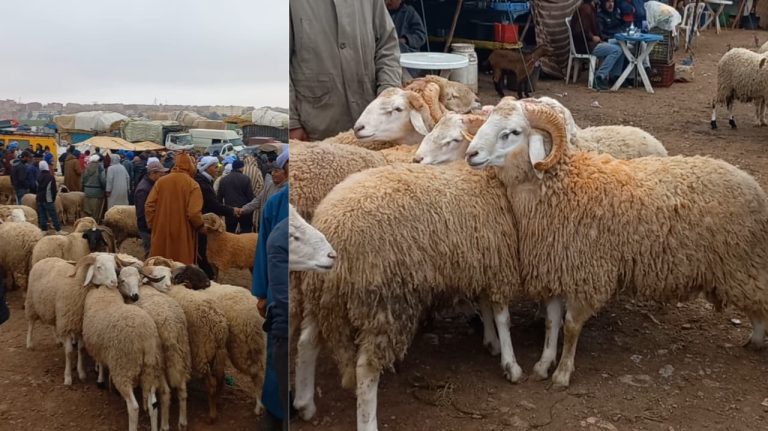 سوق سيدي يحيى بوجدة: "الكسابة" يطالبون بالواقعية ويؤكدون"الأضحية متوفرة والأسعار في المتناول"(فيديو)