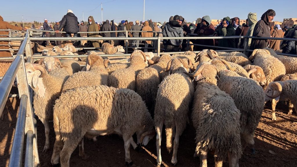 أسواق الماشية بوجدة.. وفرة في العرض، وانخفاض في الأثمنة وضعف الطلب