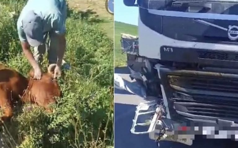حادث مؤلمة.. شاحنة تدهس 3 بقرات وتتسبب في نفوقها نواحي العرائش